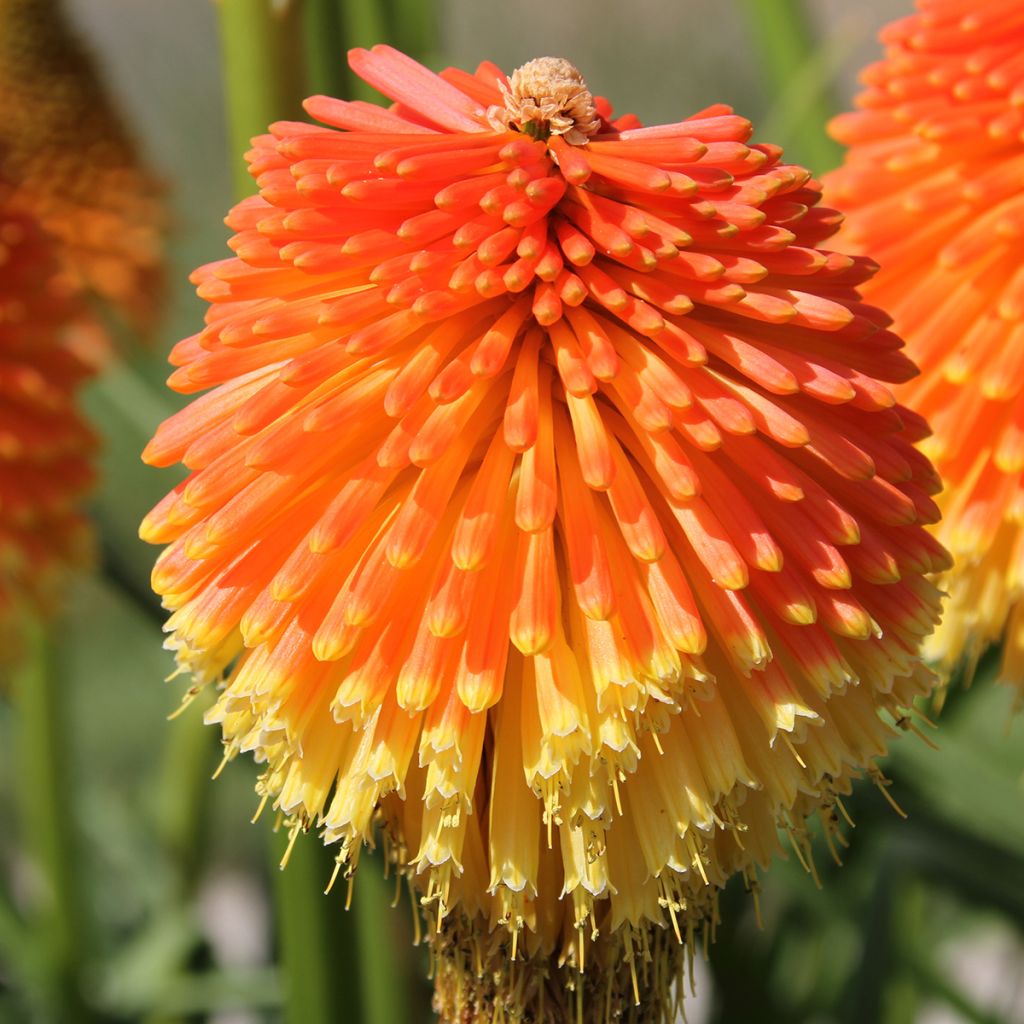 Kniphofia Traffic Lights - Tritoma