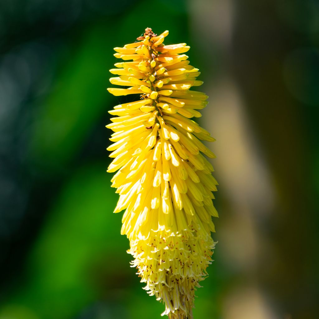 Kniphofia Wrexham Buttercup - Tritoma Wrexham Buttercup