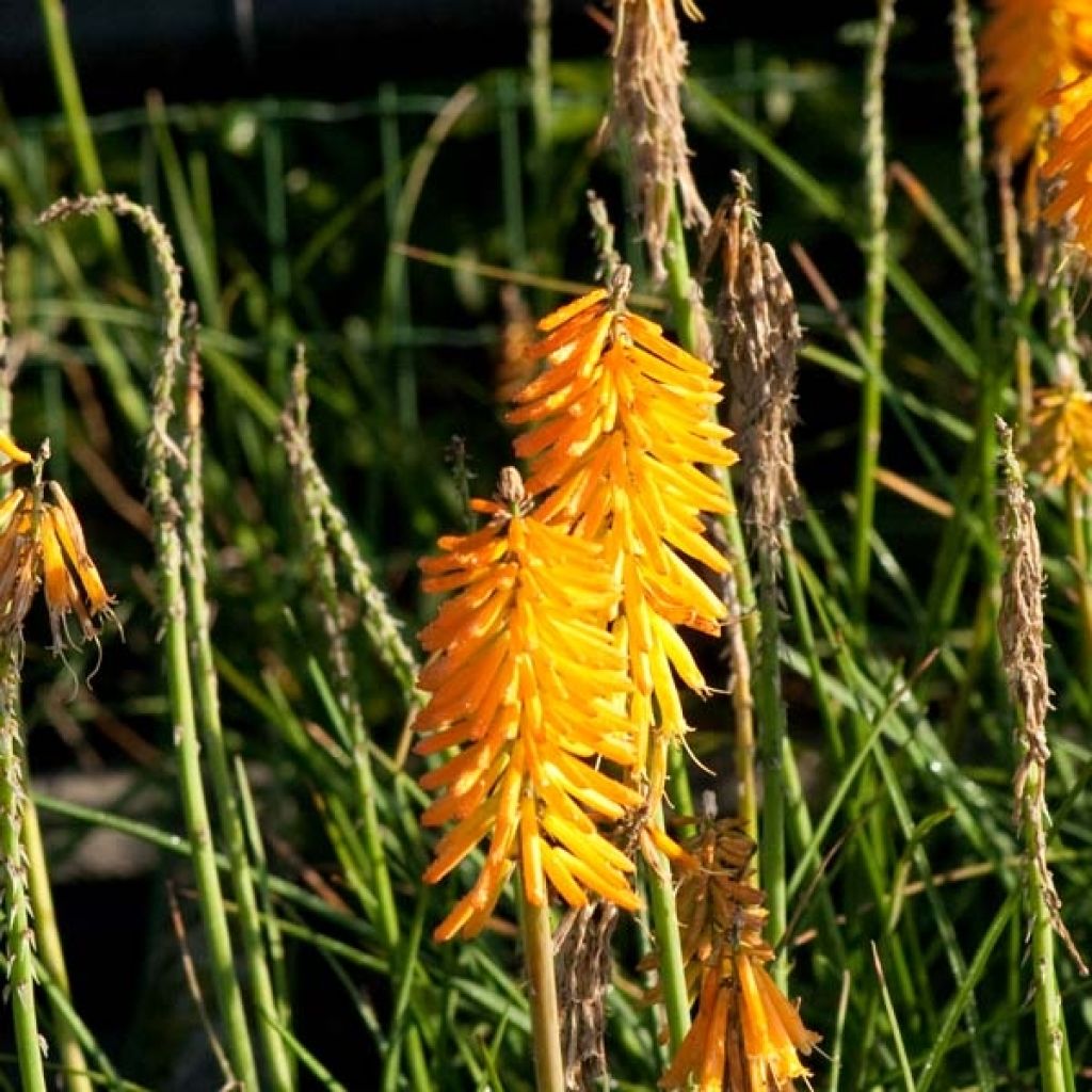 Tritoma - Kniphofia Mango Popsicle