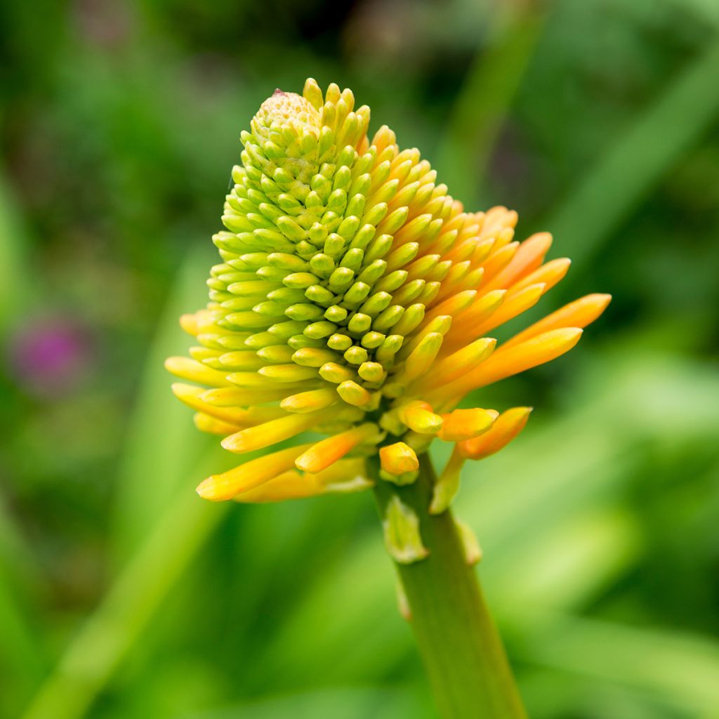 Kniphofia rooperi - Tritoma jaune-orangé doux