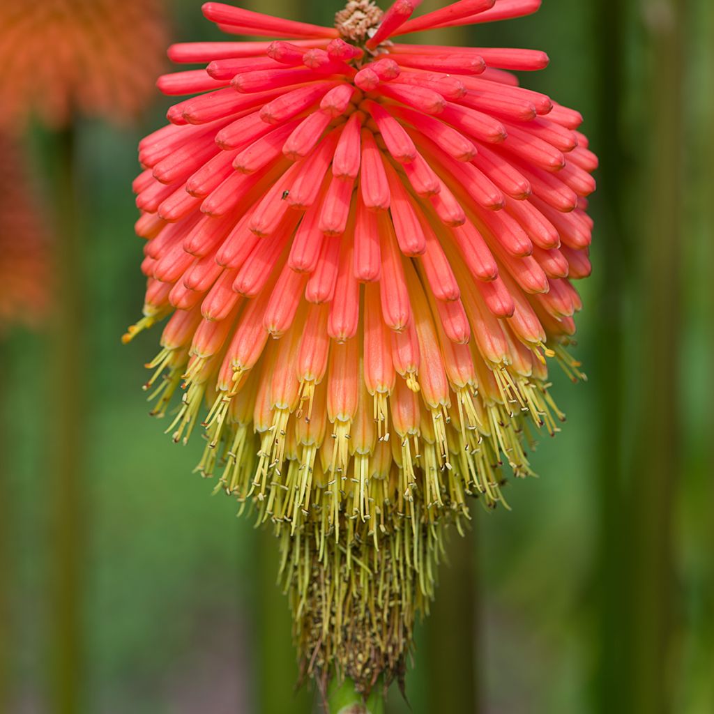 Kniphofia rooperi - Tritoma jaune-orangé doux