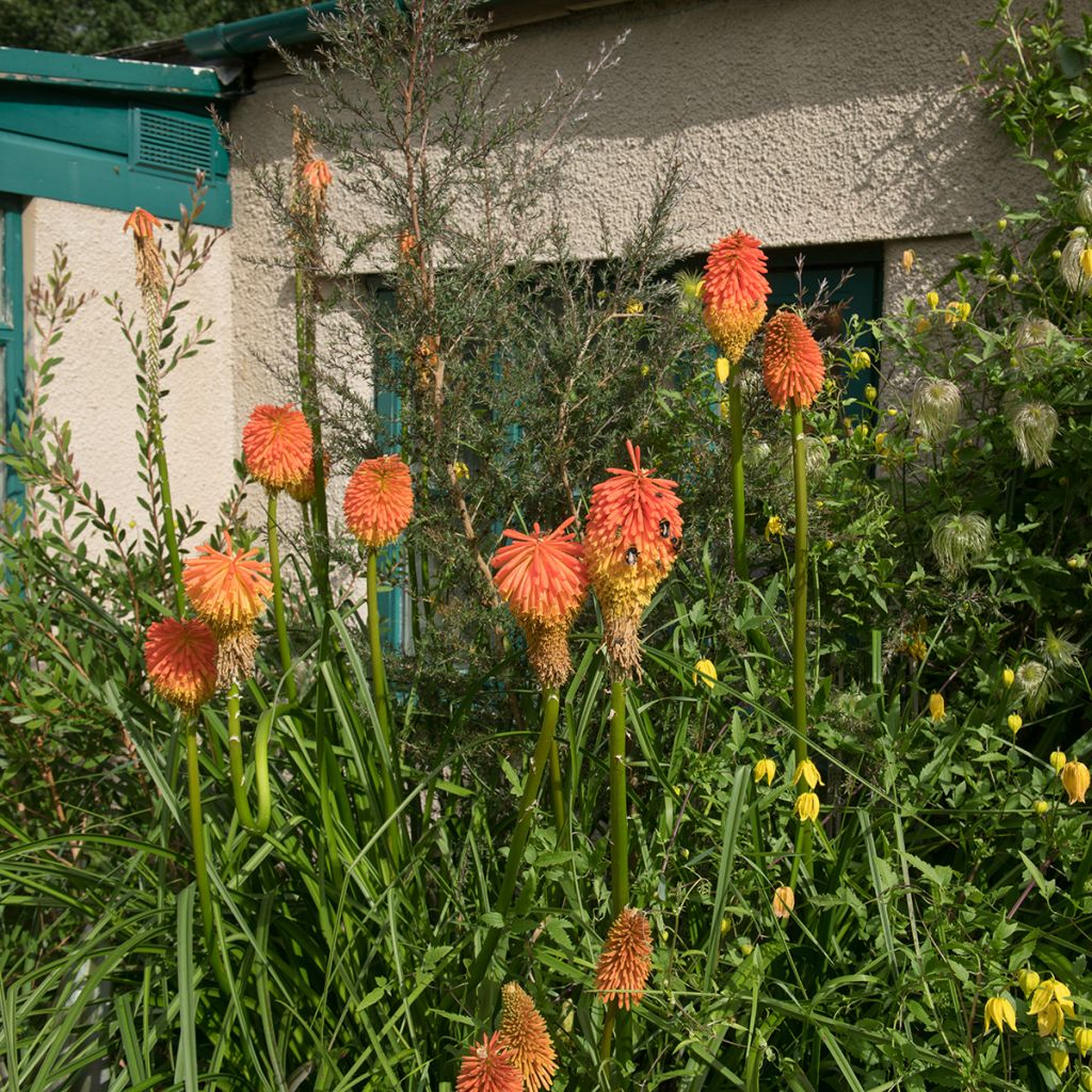 Kniphofia rooperi - Tritoma jaune-orangé doux