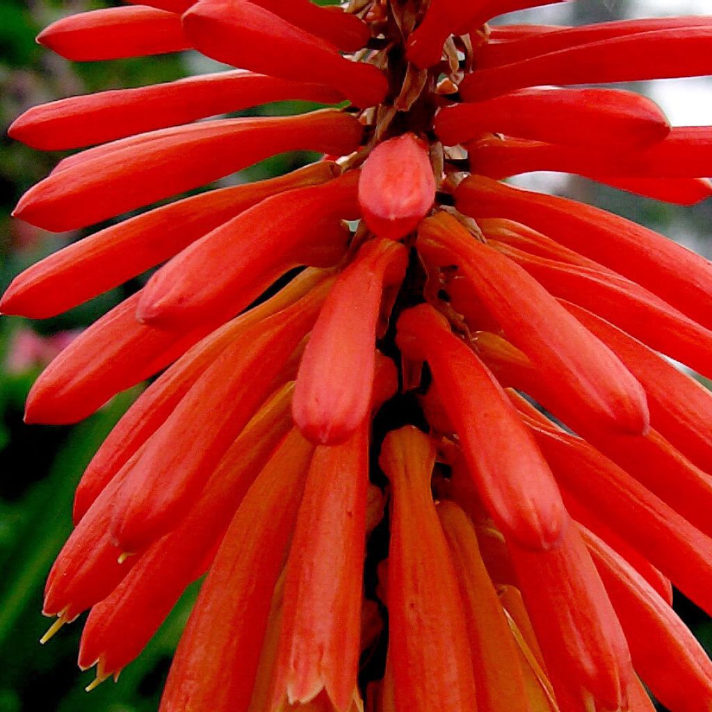 Kniphofia uvaria