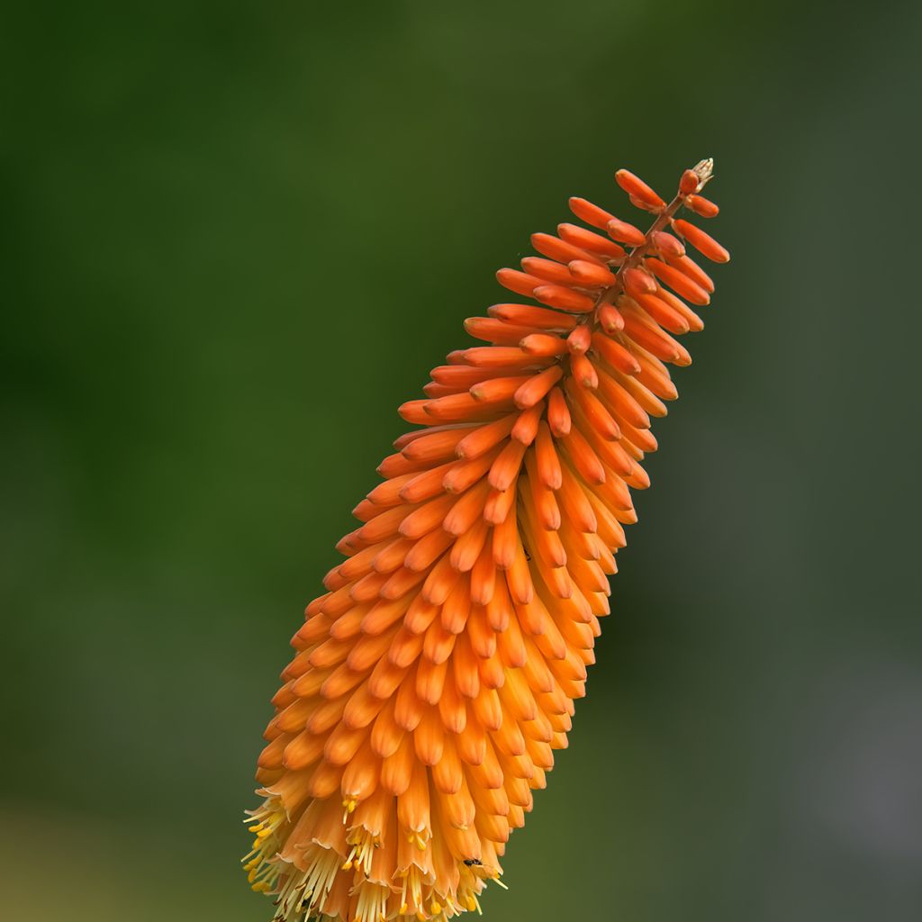 Kniphofia uvaria -Tritoma