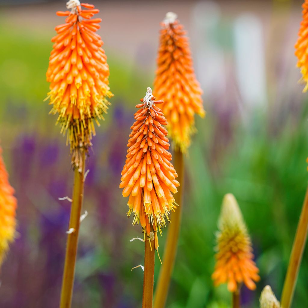 Kniphofia uvaria -Tritoma