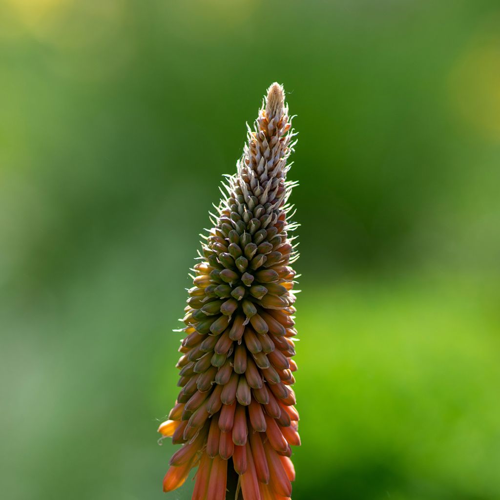 Kniphofia uvaria -Tritoma