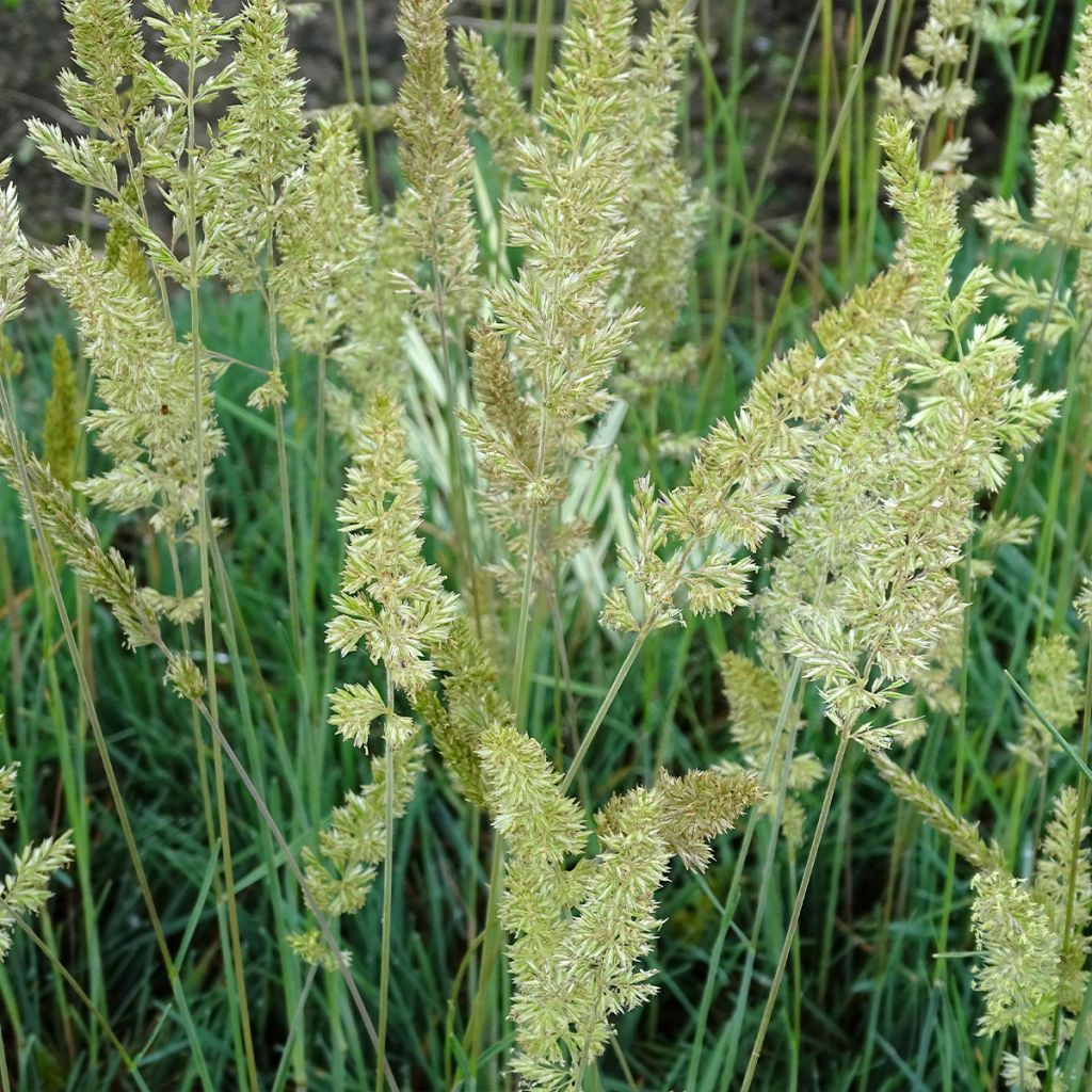 Koeleria glauca - Koélérie bleue, Koelérie glauque