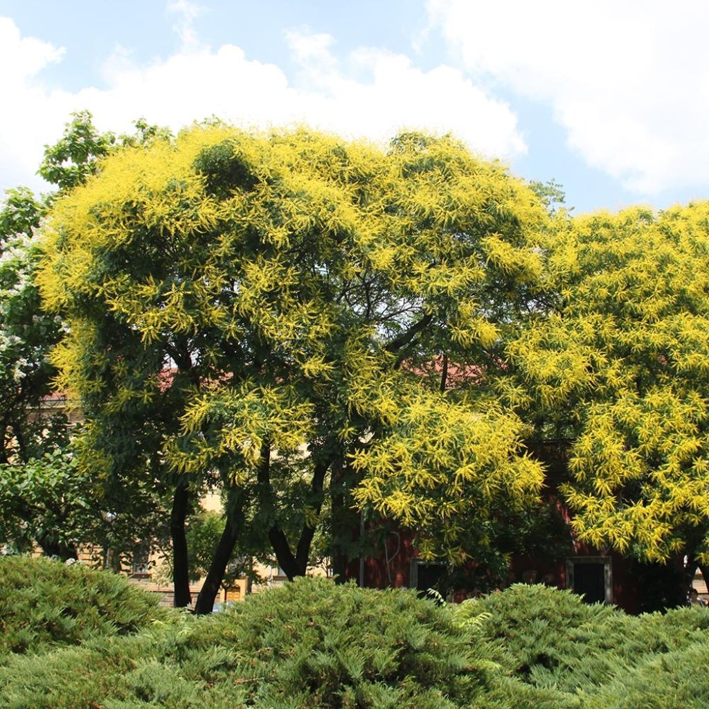 Koelreuteria paniculata - Savonnier de Chine