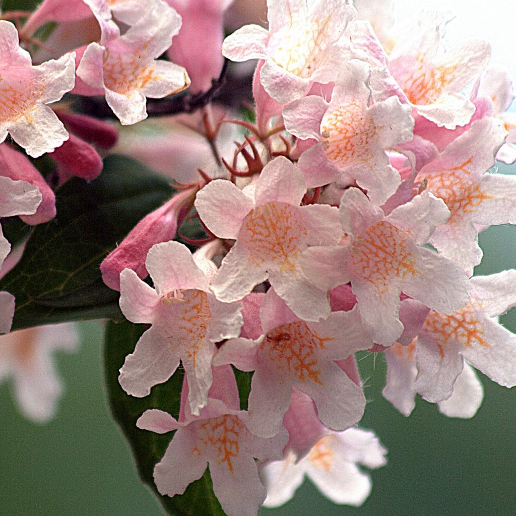 Kolkwitzia amabilis - Buisson de beauté