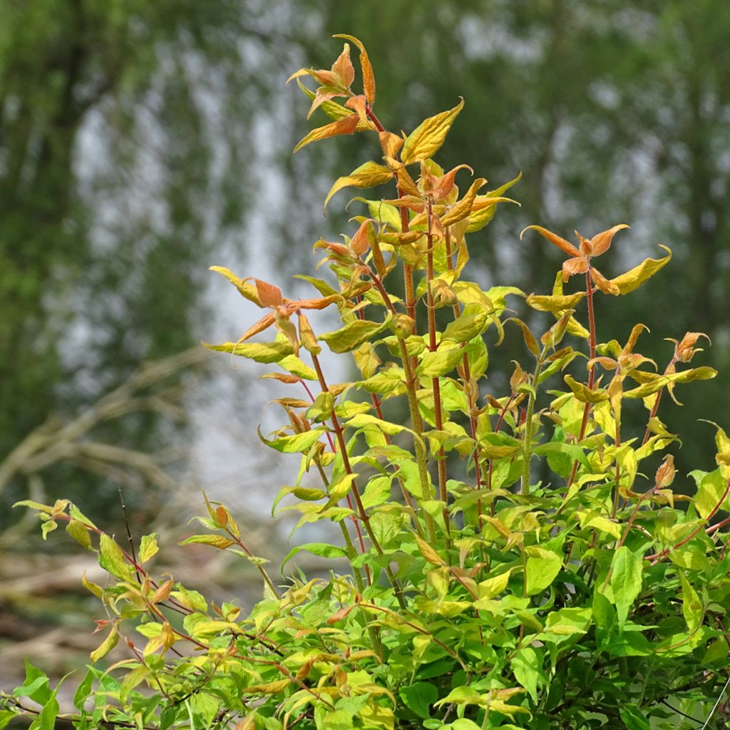 Kolkwitzia amabilis Maradco - Buisson de beauté