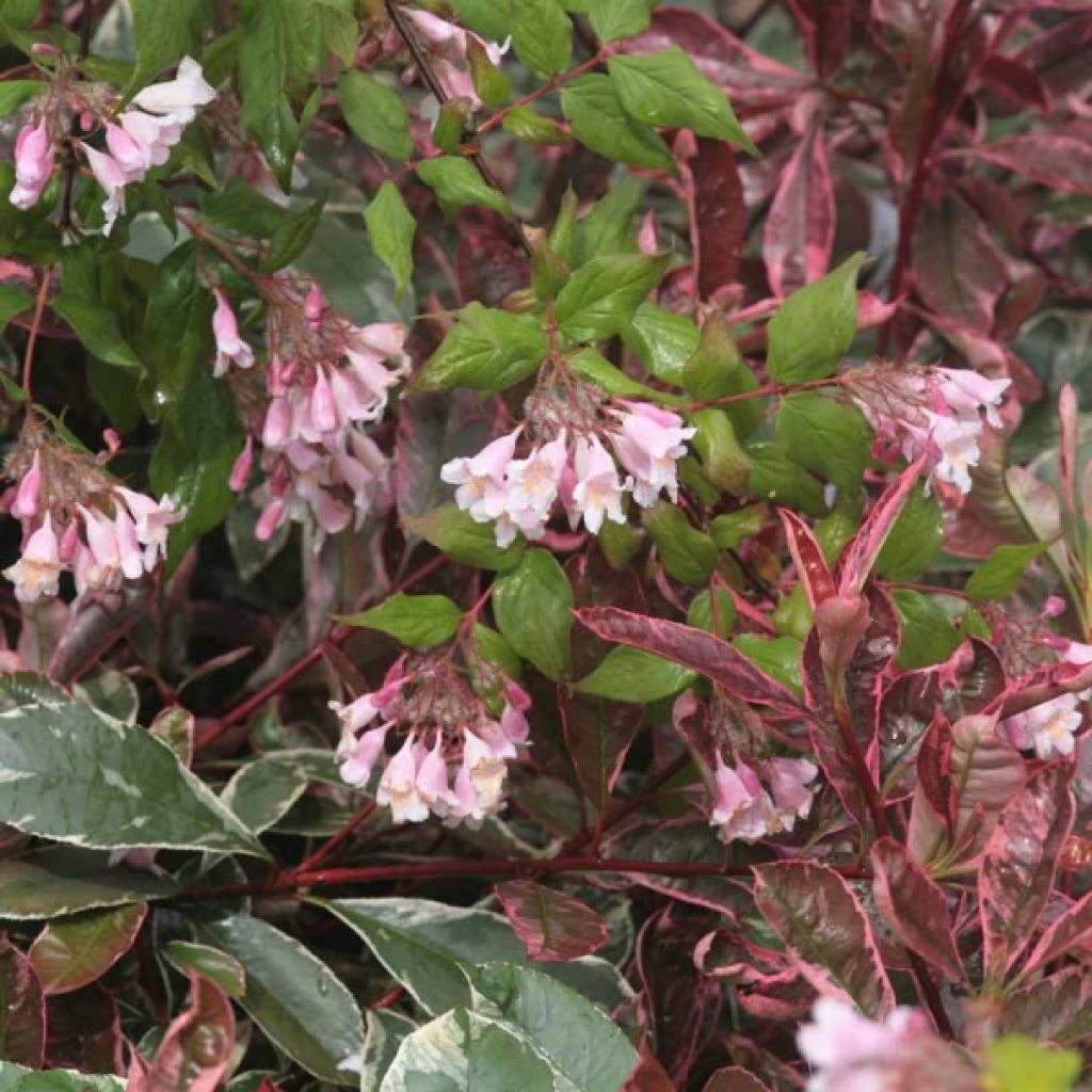 Kolkwitzia amabilis Pink Cloud - Buisson de beauté