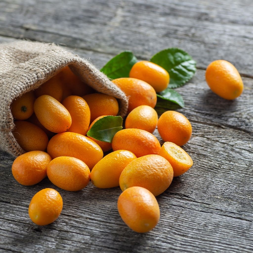 Kumquat à fruits ovales - Fortunella margarita