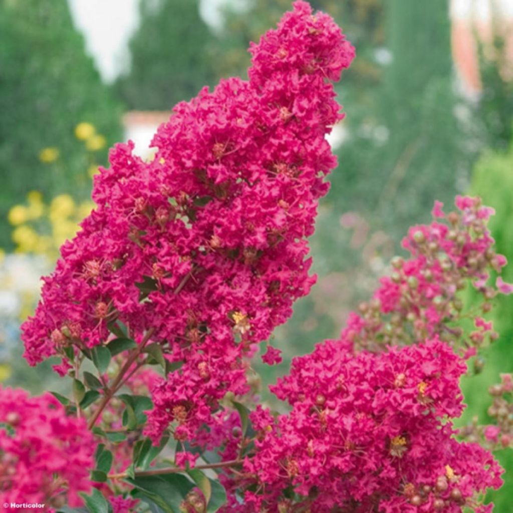 Lilas des Indes Tonto - Lagerstroemia indica