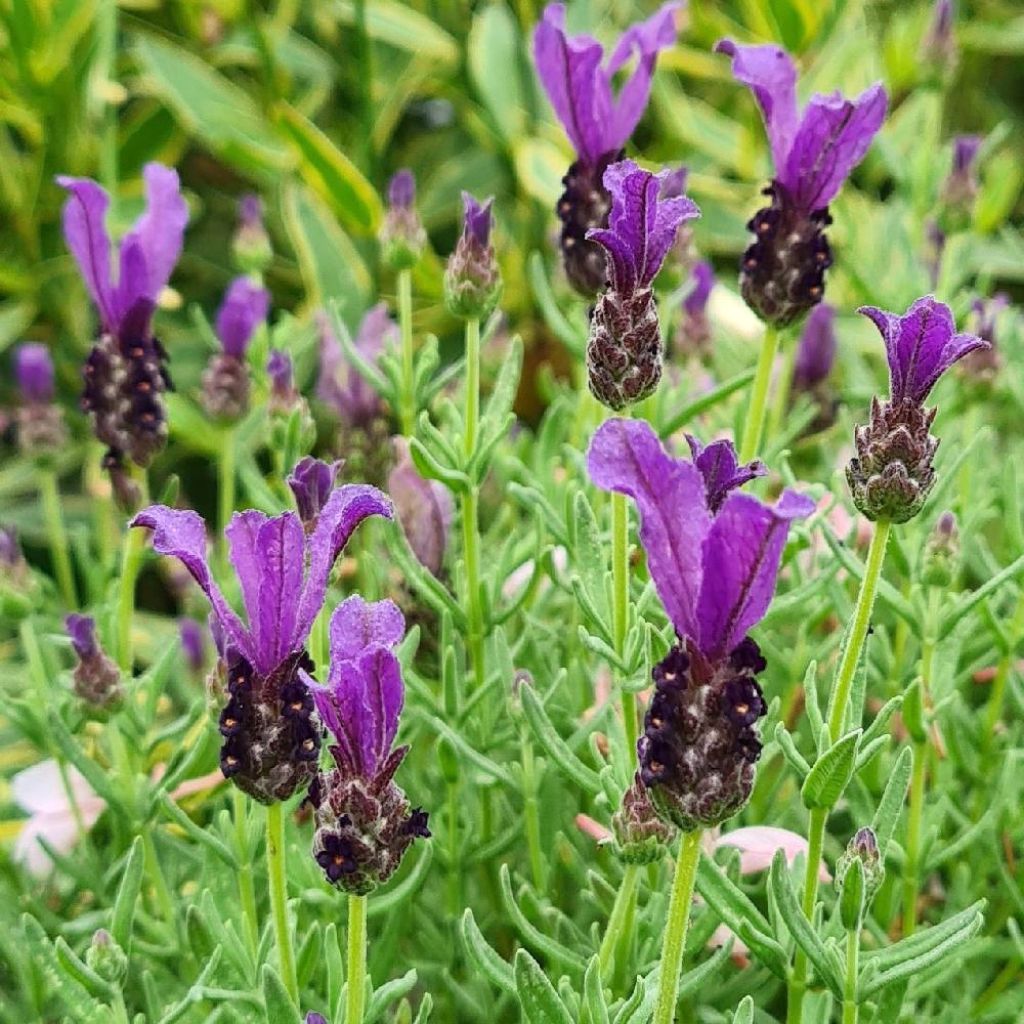 Lavande Papillon Magical Posy Purple - Lavandula stoechas compacte aux  fleurs bleu violacé, très remontante