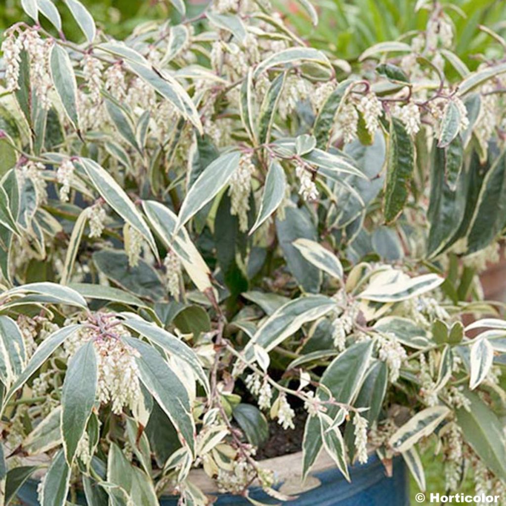 Leucothoe fontanesiana Whitewater