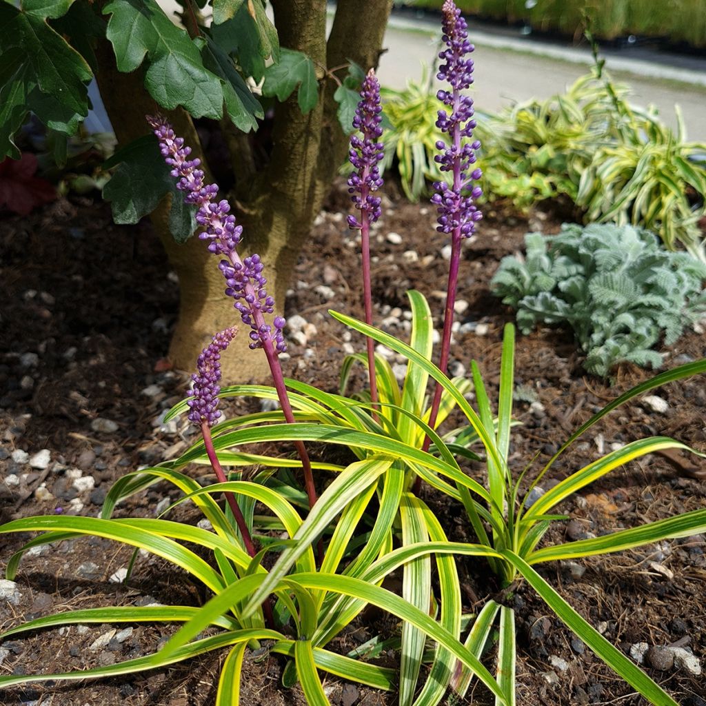 Liriope muscari Silvery Sunproof