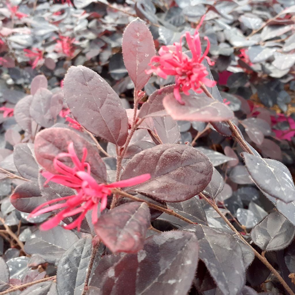 Loropetalum chinense Rouge de la Majorie - Loropétale de Chine