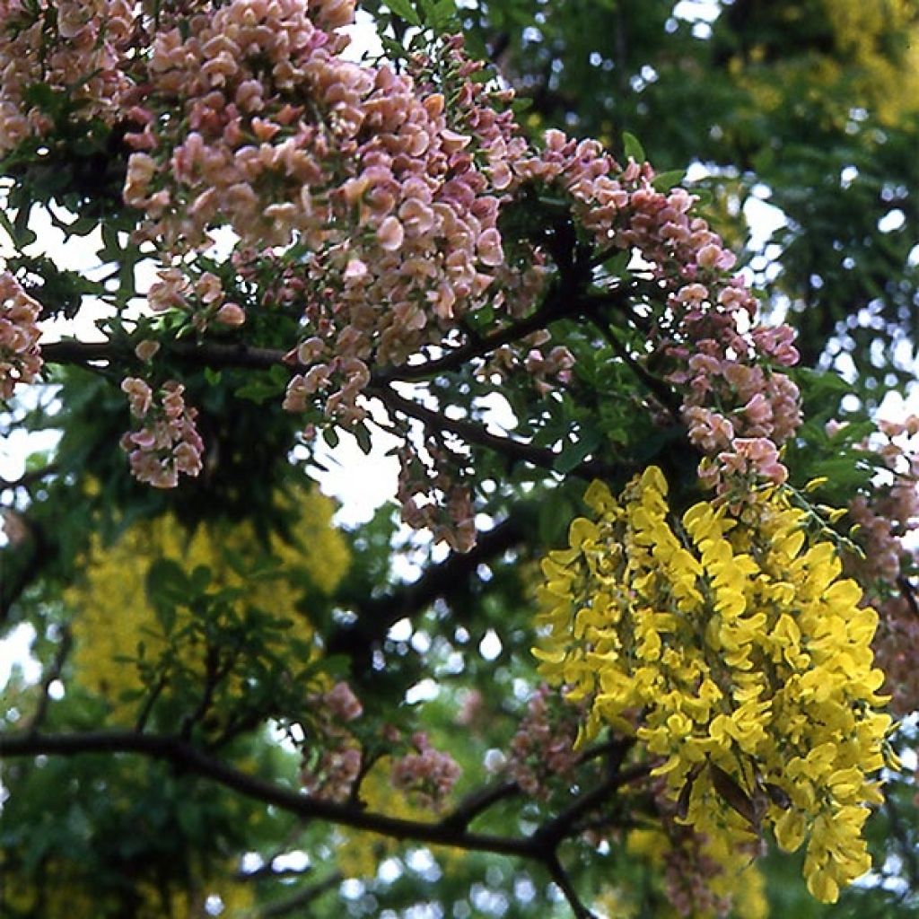 Laburnocytisus adamii - Cytise d'Adam bicolore