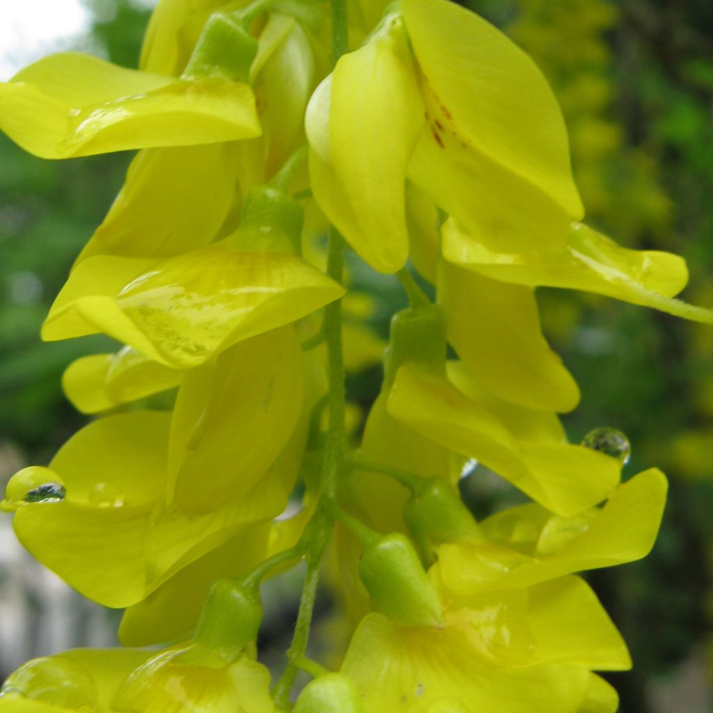 Cytise - Laburnum anagyroides