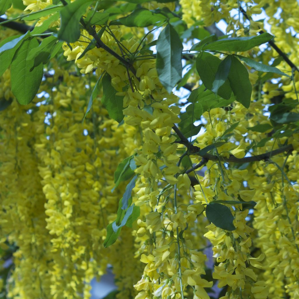 Laburnum alpinum Pendulum - Cytise des Alpes