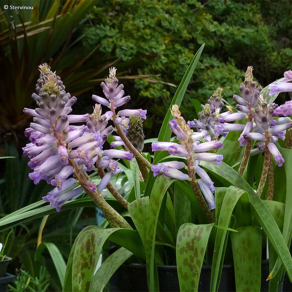 Lachenalia Rupert - Coucou du Cap