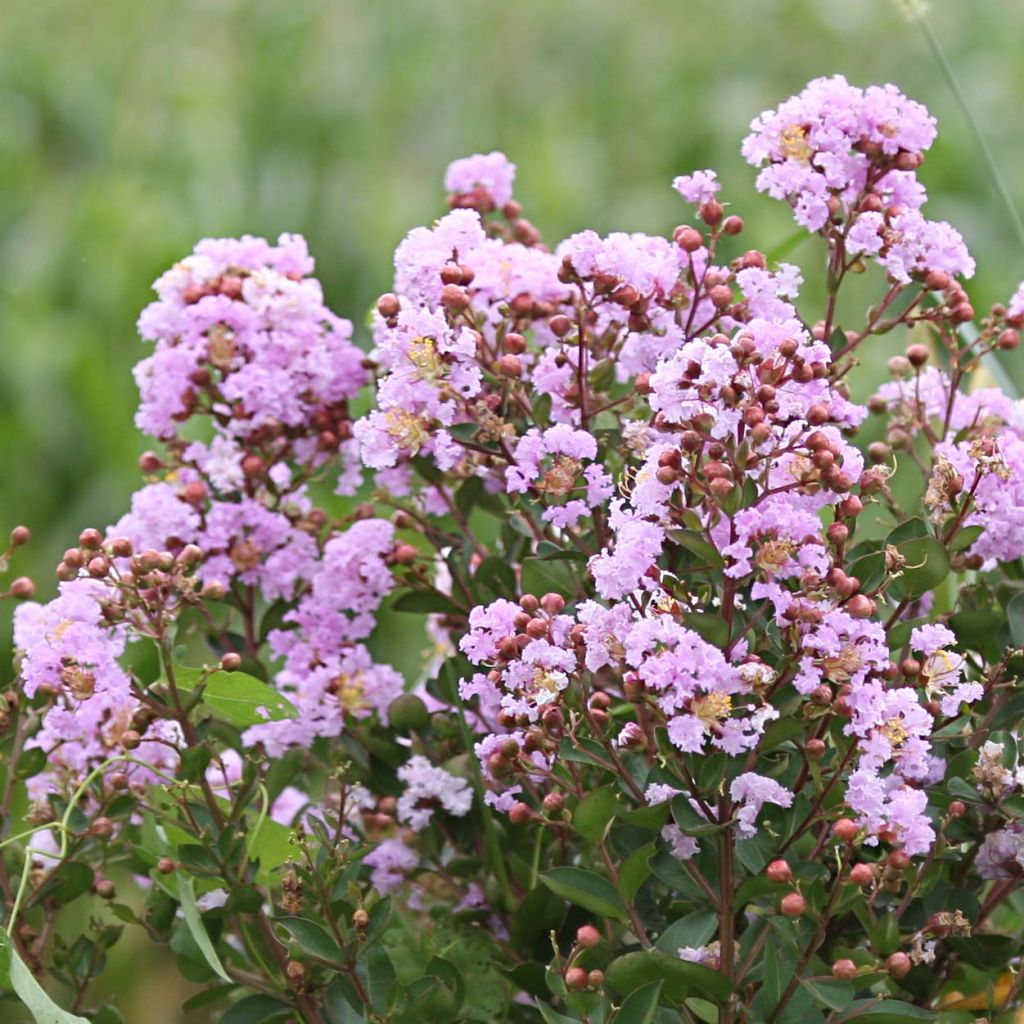 Lagerstroemia Camaïeu d'Eté - Lilas des Indes