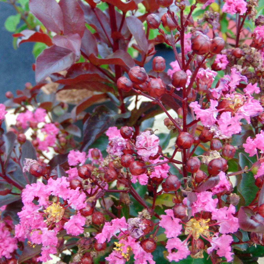 Lagerstroemia Rhapsody in PINK - Lilas des Indes.