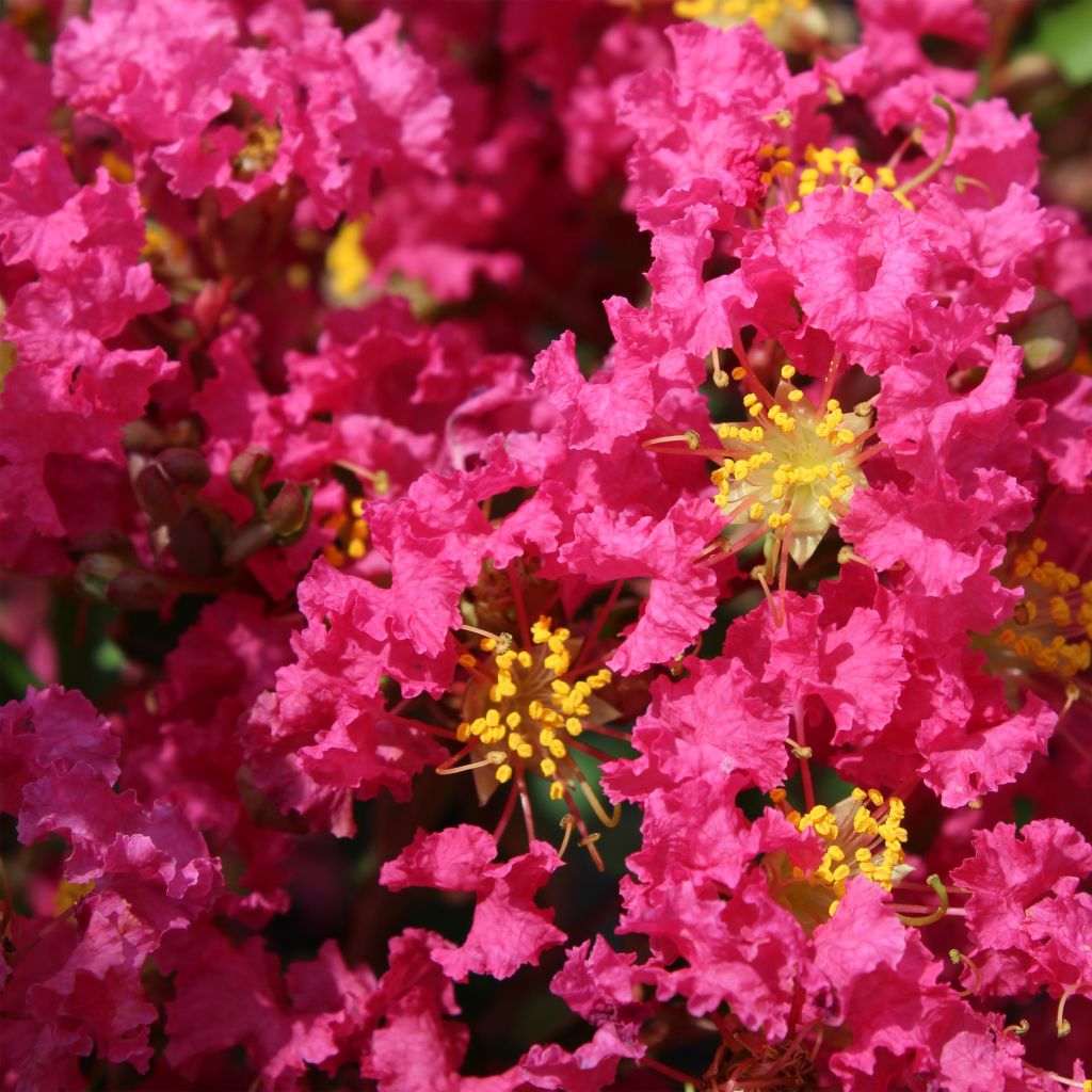 Lagerstroemia indica Bergerac - Lilas des Indes