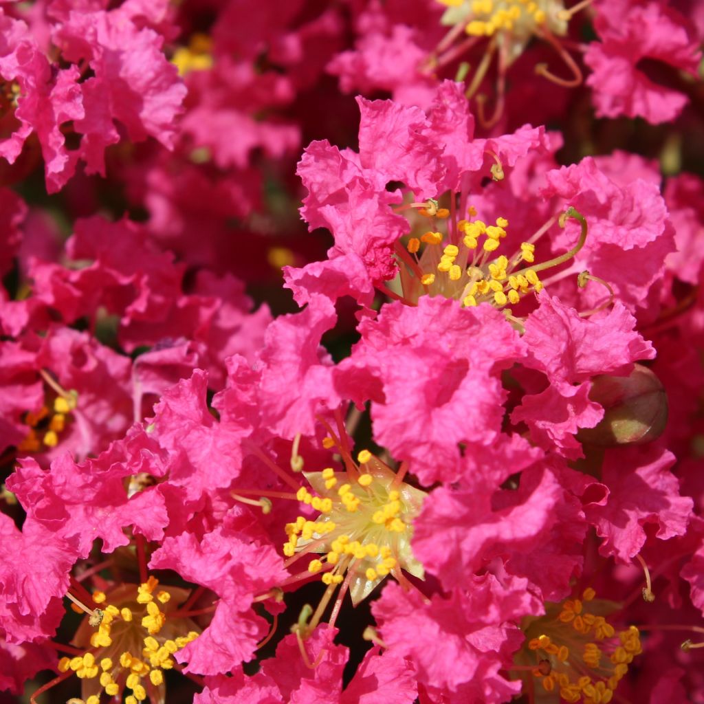 Lagerstroemia indica Bergerac - Lilas des Indes