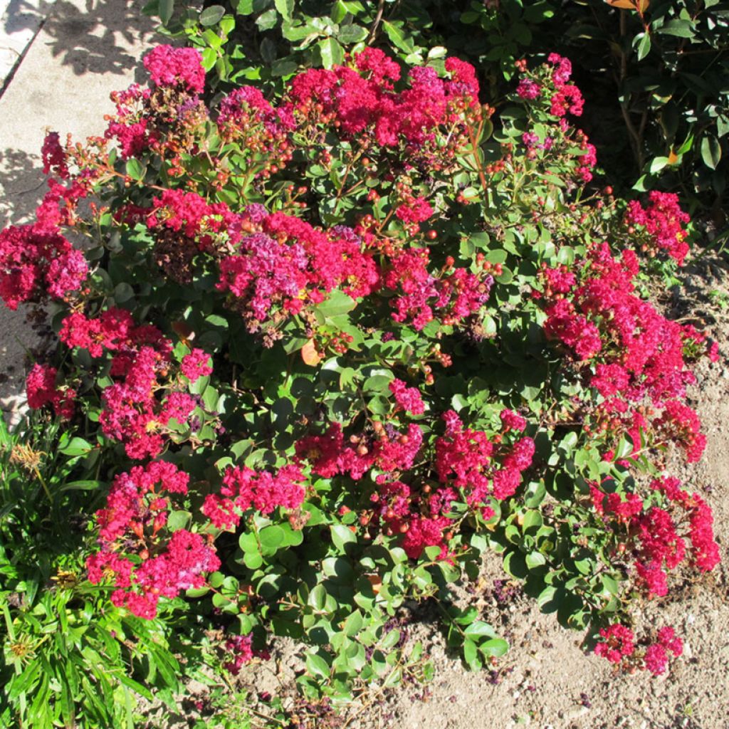 Lagerstroemia indica Cherry 'Lelaro' (Bouquet Rouge) - Lilas des Indes 