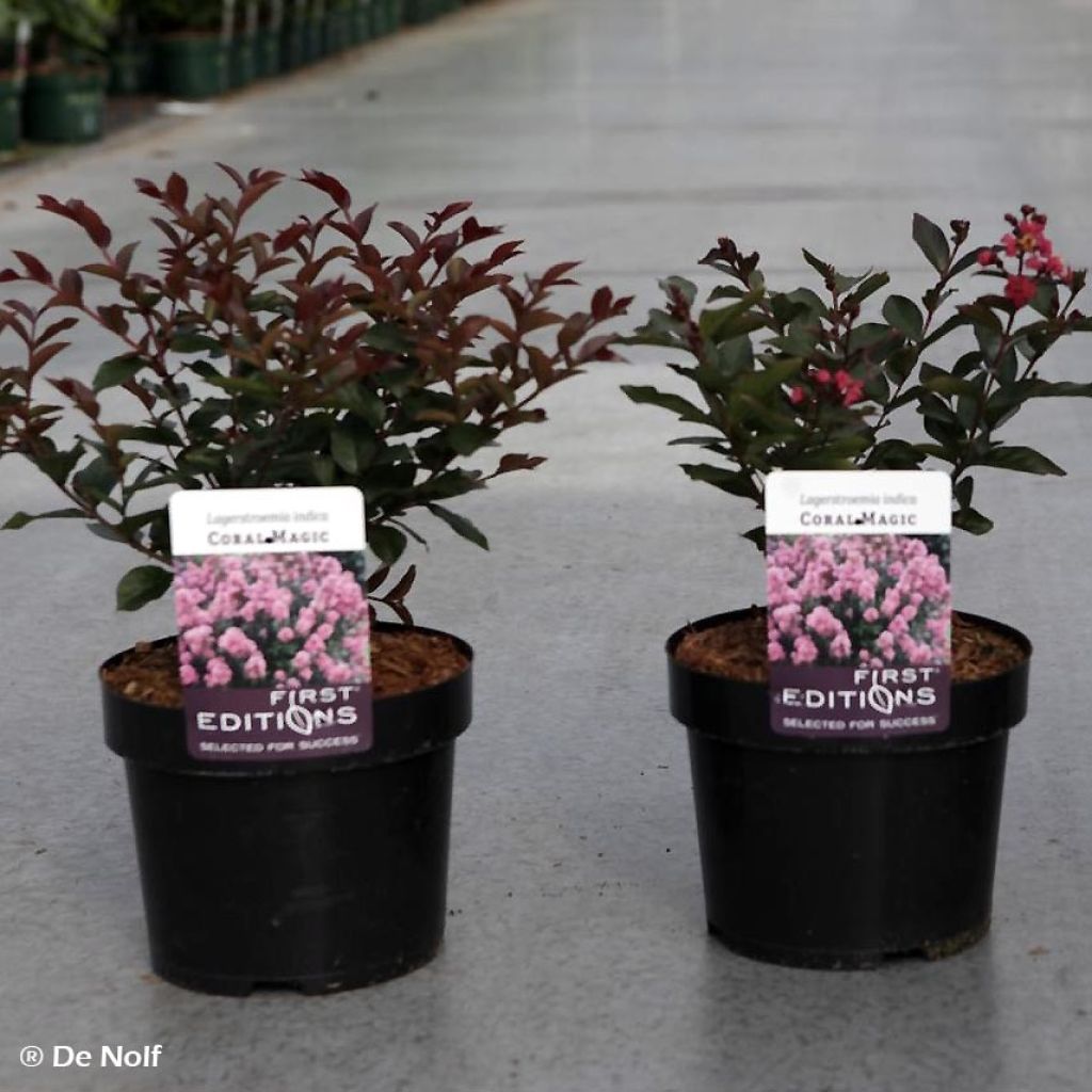 Lagerstroemia indica Coral Magic - Lilas des Indes