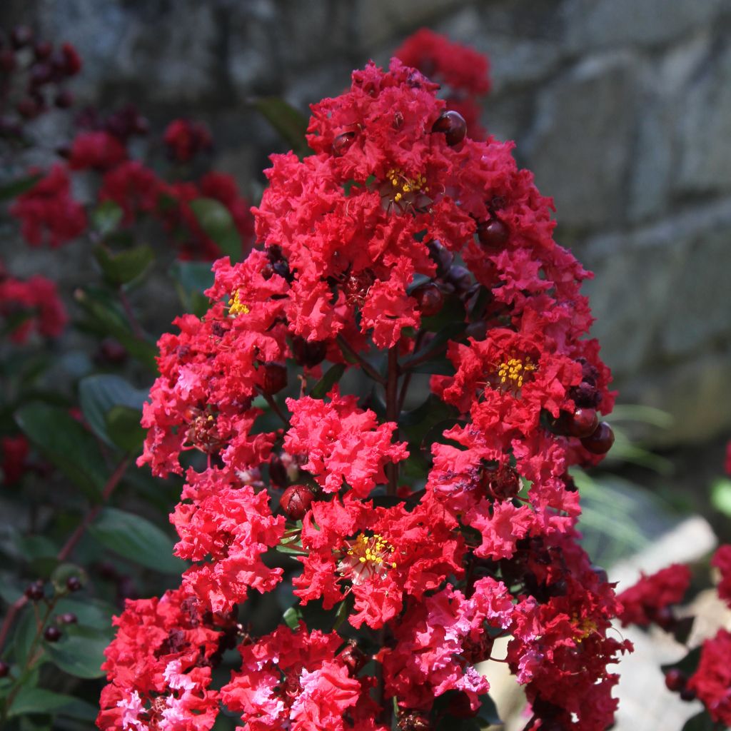Lagerstroemia indica Dynamite - Lilas des Indes rouge