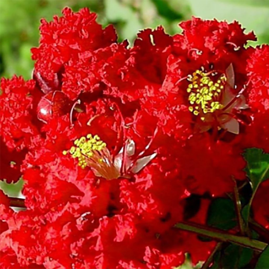 Lagerstroemia indica Dynamite - Lilas des Indes rouge
