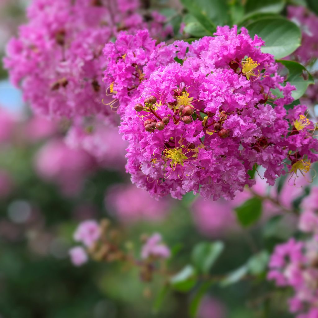 Lagerstroemia indica Pécharmant - Lilas des Indes