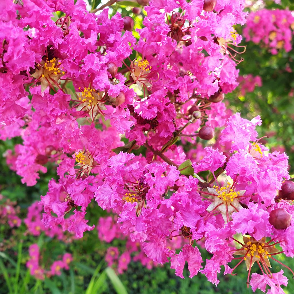 Lagerstroemia indica Pécharmant - Lilas des Indes