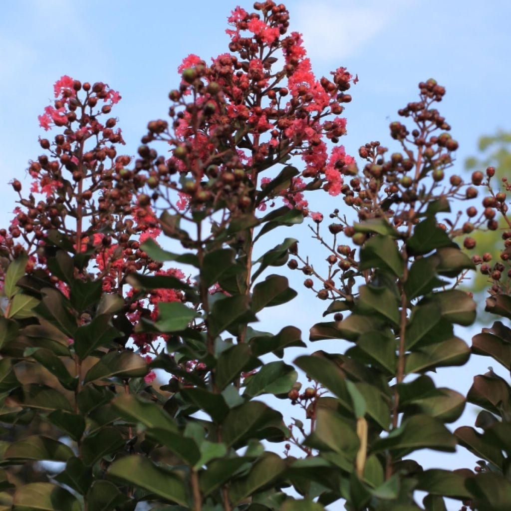 Lilas des Indes Pink Velours - Lagerstroemia indica