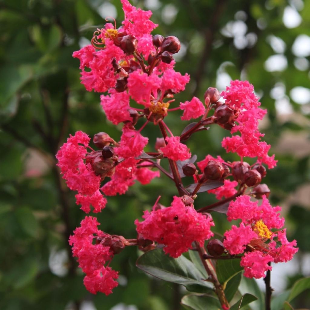 Lilas des Indes Pink Velours - Lagerstroemia indica