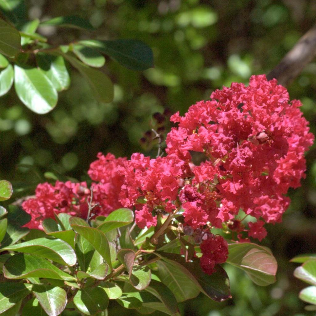 Lagerstroemia indica Red imperator - Lilas des Indes