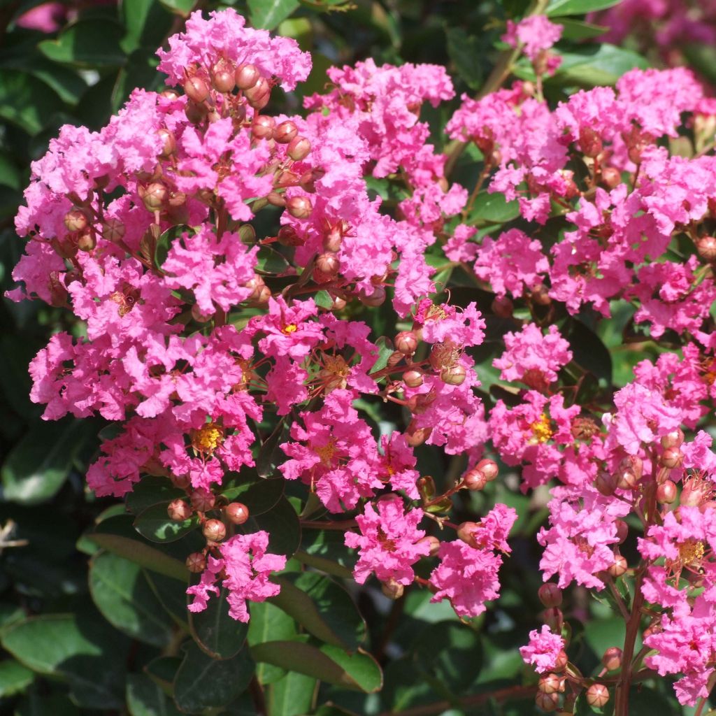 Lagerstroemia indica Rose Indien - Lilas des Indes