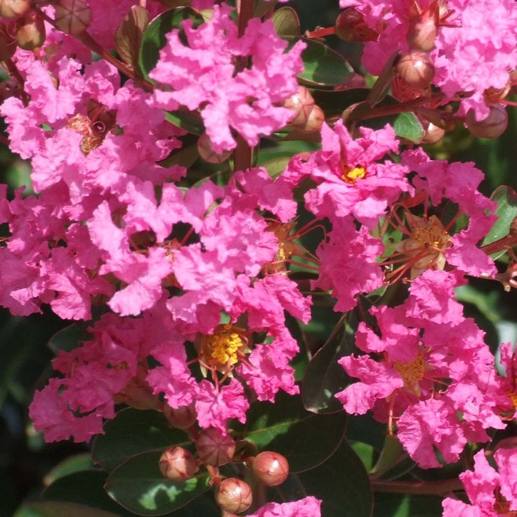 Lagerstroemia indica Rose Indien - Lilas des Indes