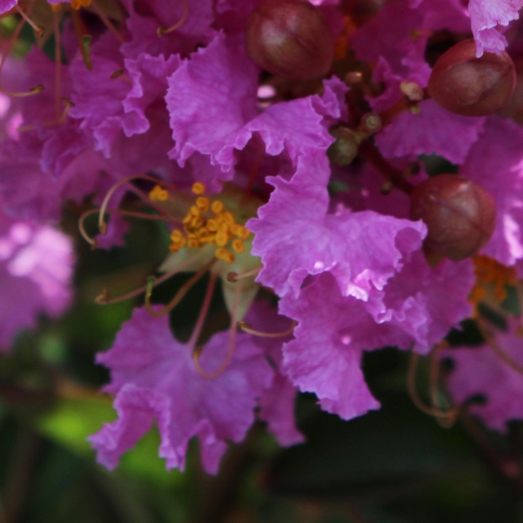 Lagerstroemia indica Souvenir d'Hubert Puard - Lilas des Indes	