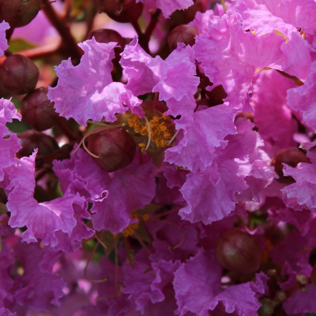 Lagerstroemia indica Souvenir d'Hubert Puard - Lilas des Indes	