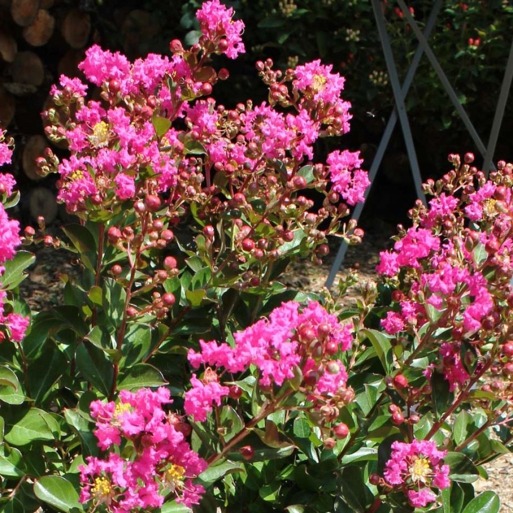 Lagerstroemia indica Terrasse Rose - Lilas des Indes