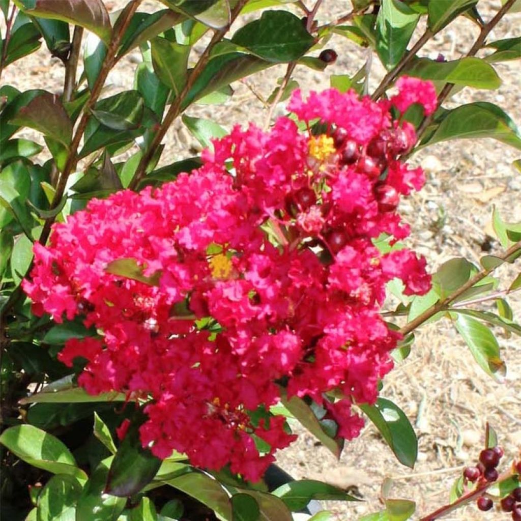 Lagerstroemia indica Terrasse Rouge - Lilas des Indes