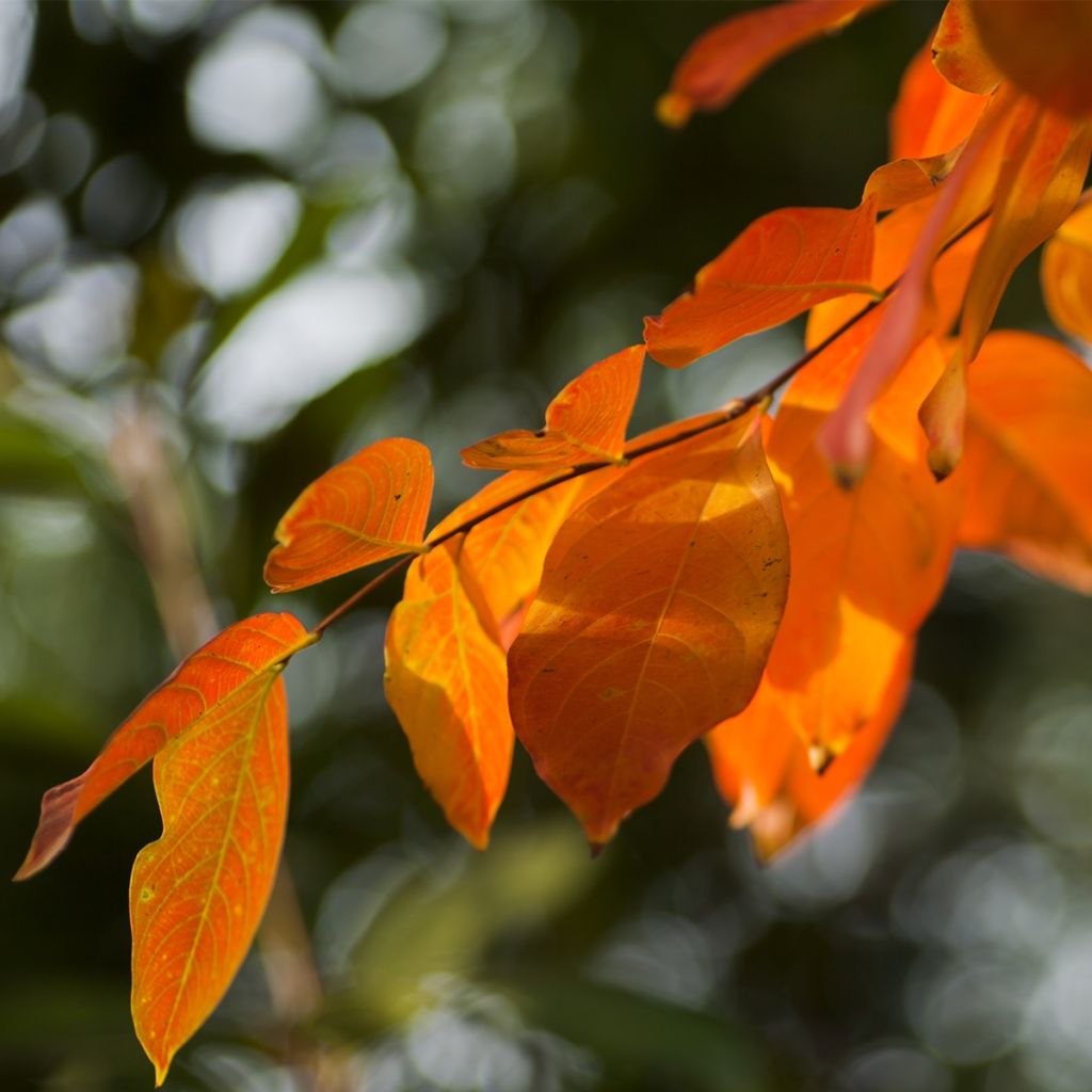 Lagerstroemia indica Victoria - Lilas des Indes