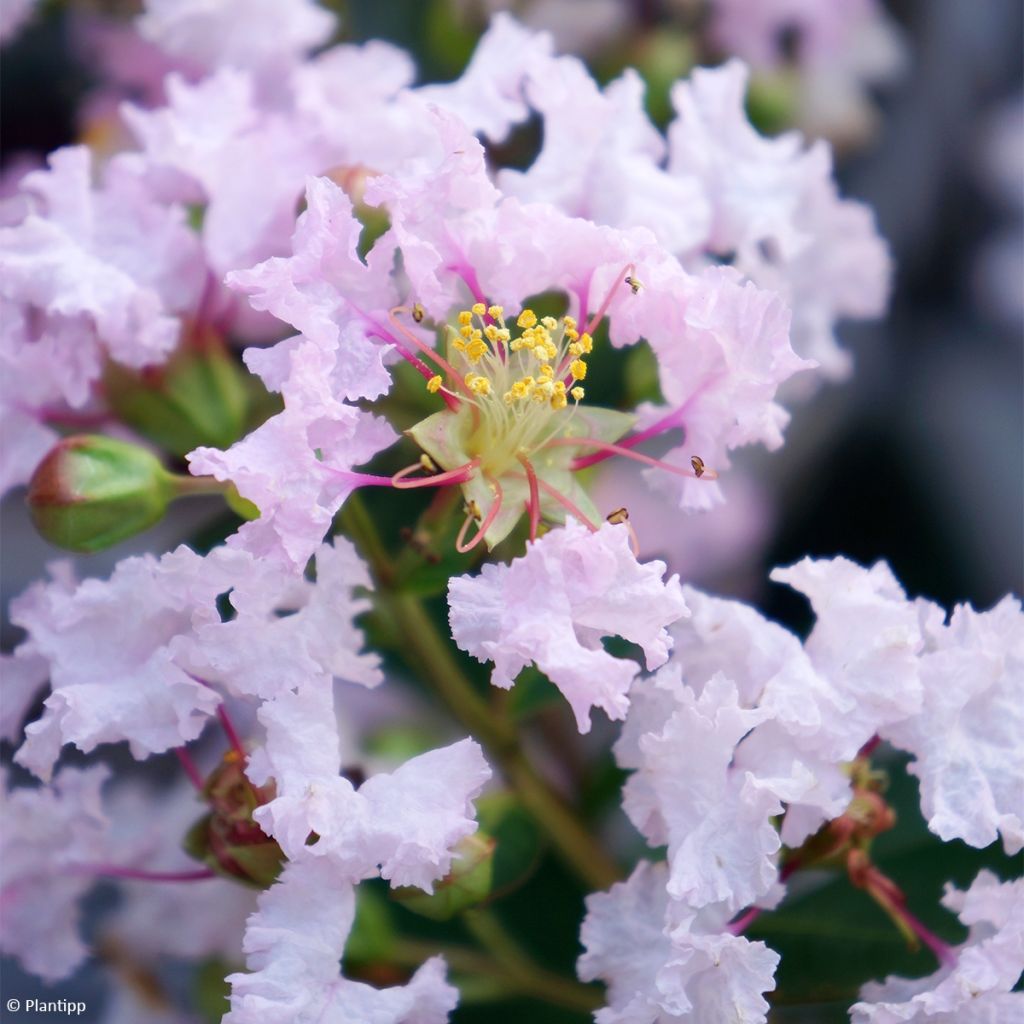 Lilas des Indes - Lagerstroemia indica Babe With Love