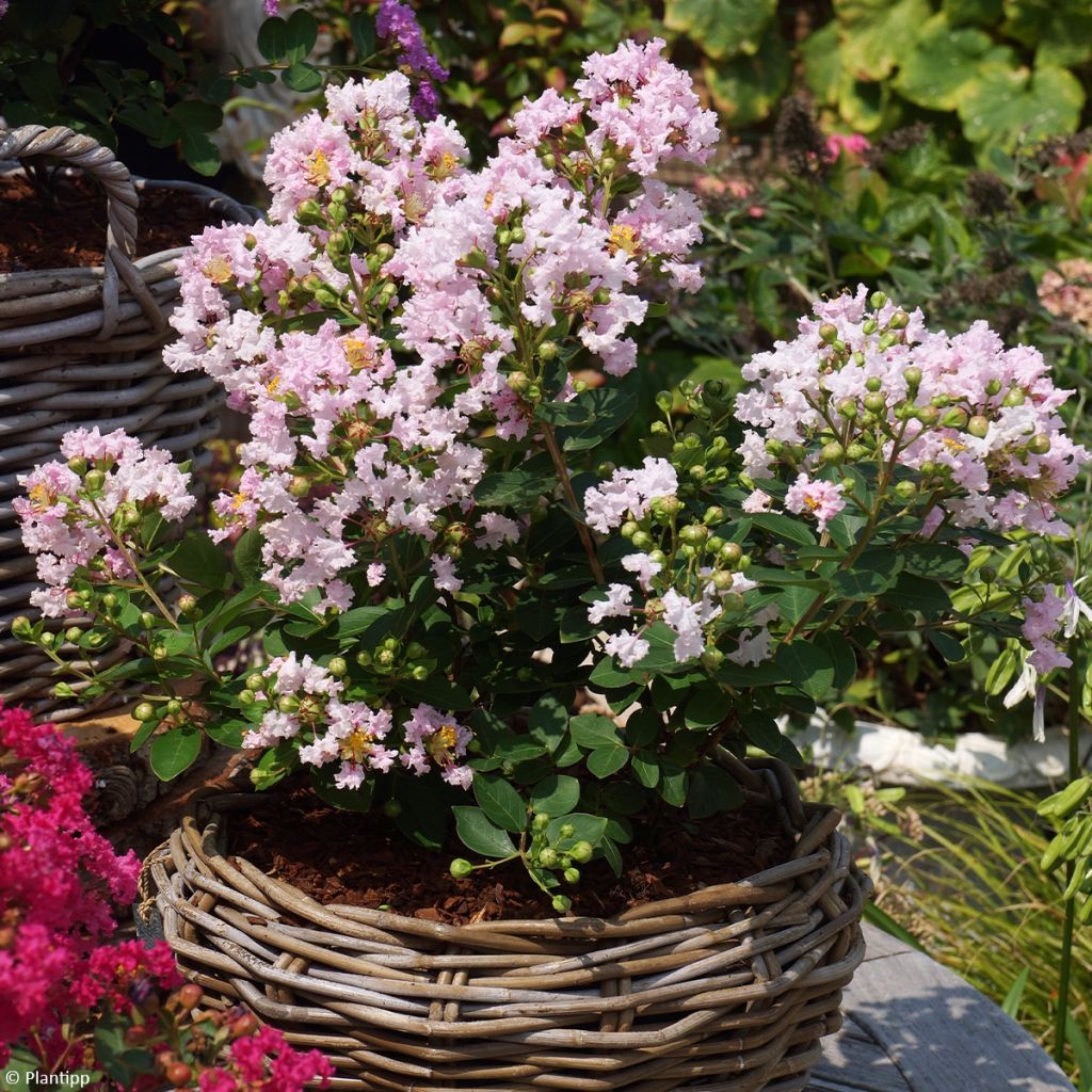 Lilas des Indes - Lagerstroemia indica Babe With Love