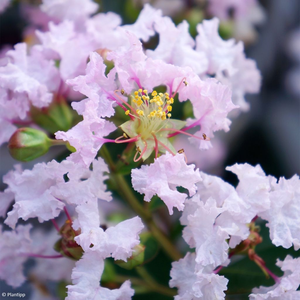 Lilas des Indes 'With Love Babe'