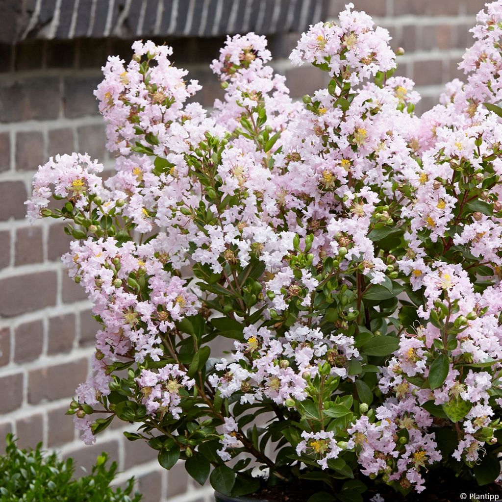 Lilas des Indes 'With Love Babe'