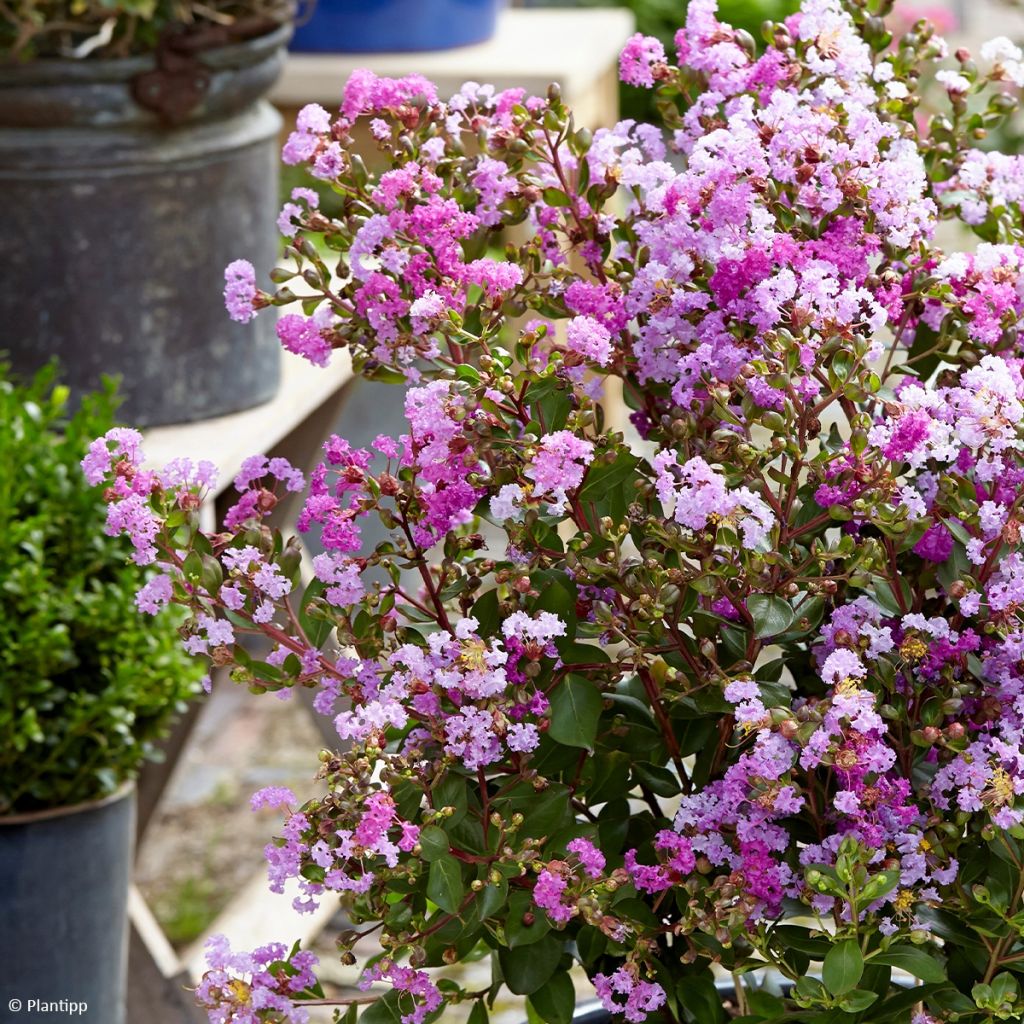 Lilas des Indes - Lagerstroemia indica Eternal Whith Love